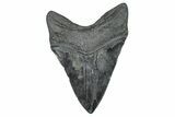 Huge Fossil Megalodon Tooth - South Carolina #371753-2